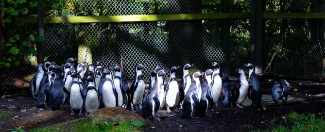 Humboldt Penguins