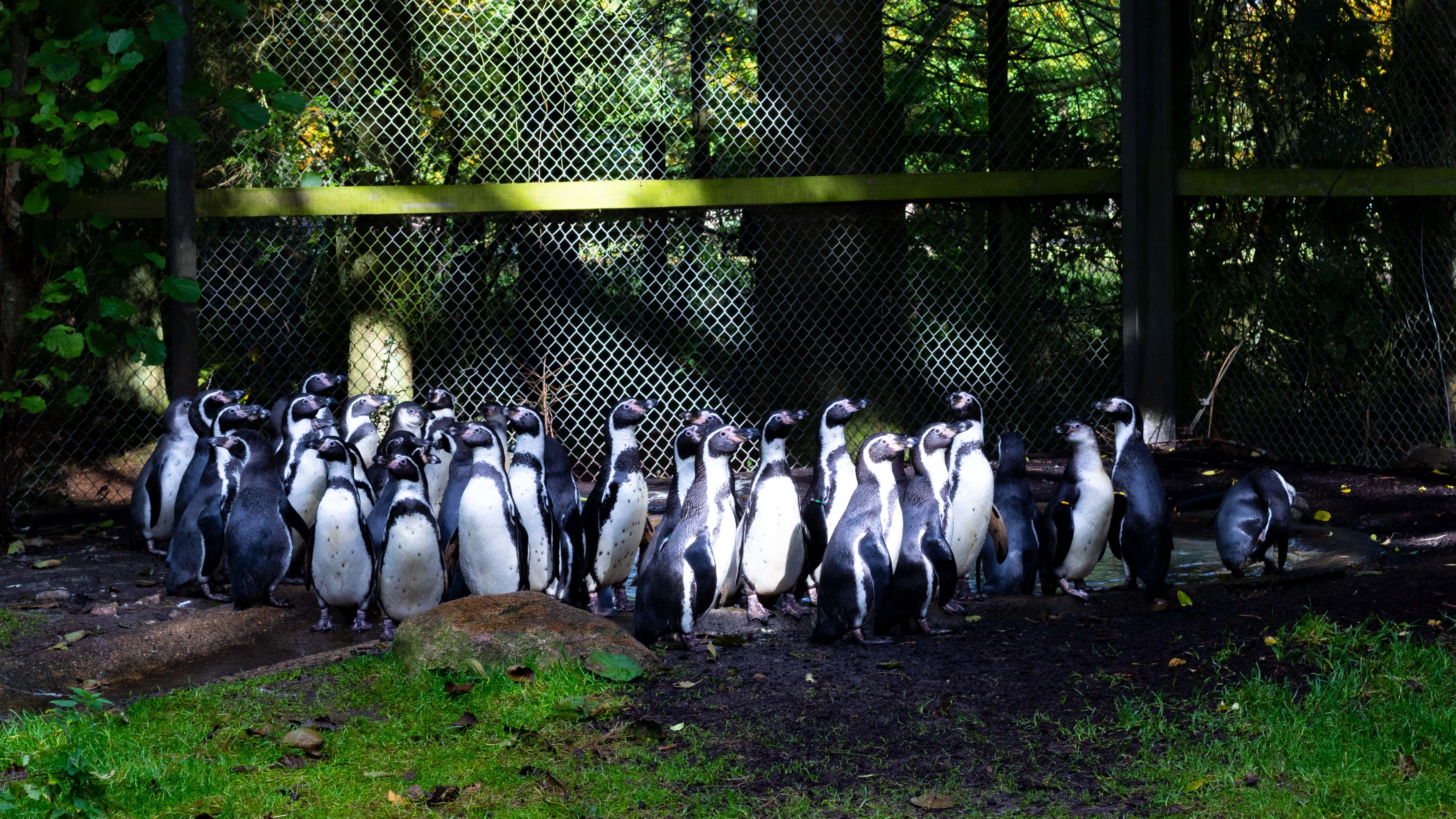 Humboldt Penguins